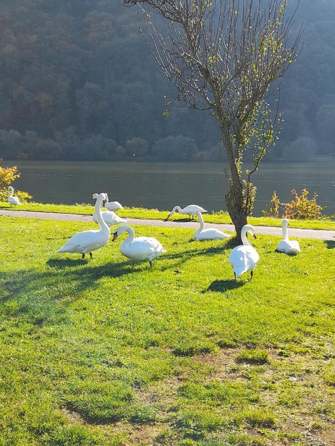 Ferienwohnungen Am Moselbeach Mehring (Rhineland-Palatinate) Exterior foto