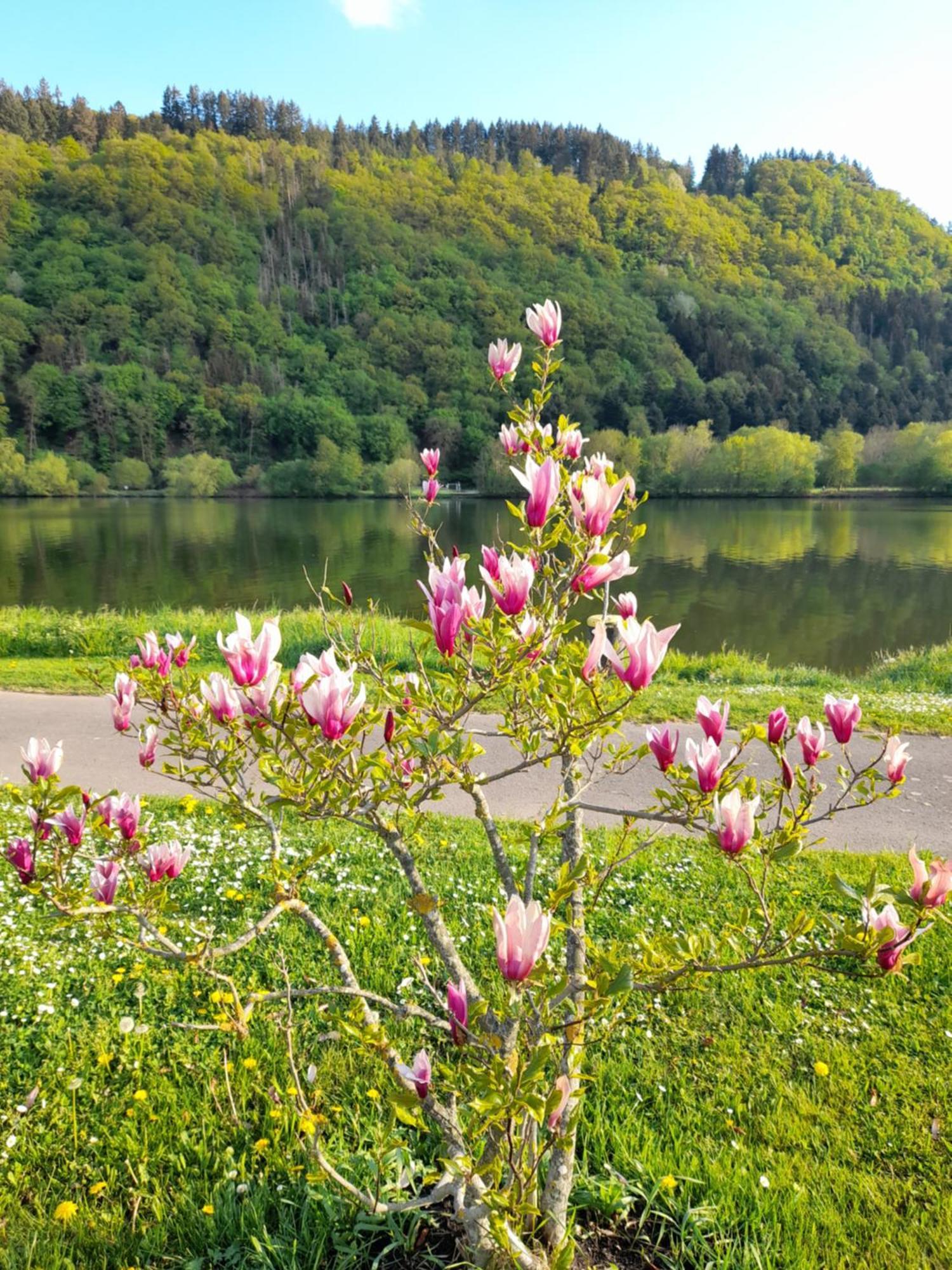 Ferienwohnungen Am Moselbeach Mehring (Rhineland-Palatinate) Quarto foto